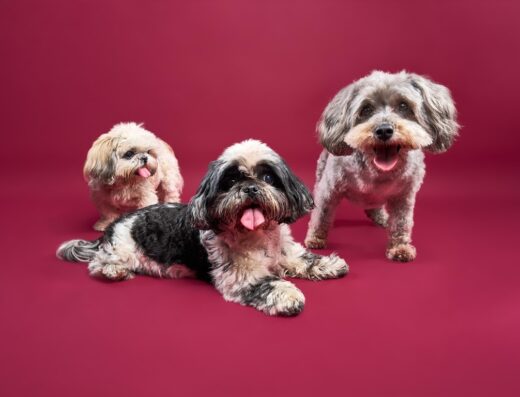 Petpix – Fotografía para Animales de Compañía