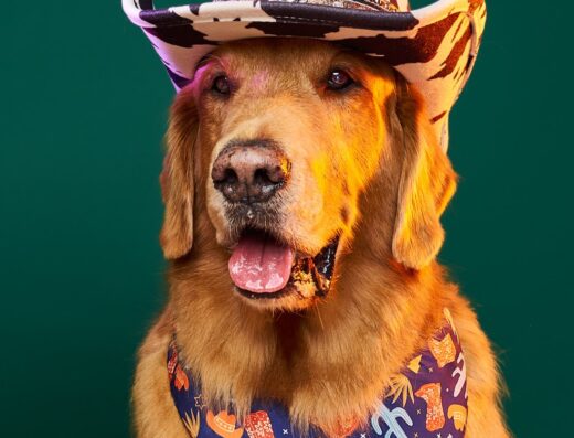 Petpix – Fotografía para Animales de Compañía