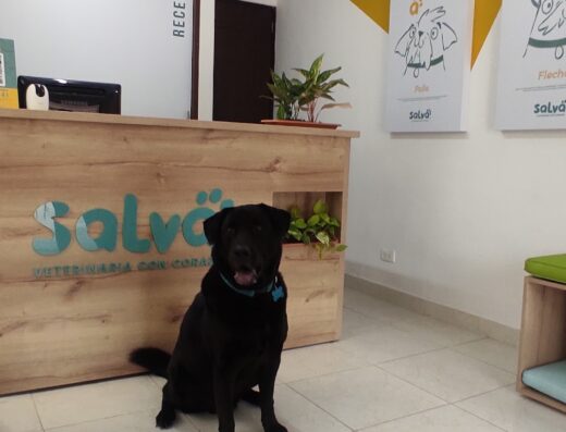 Salva Veterinaria