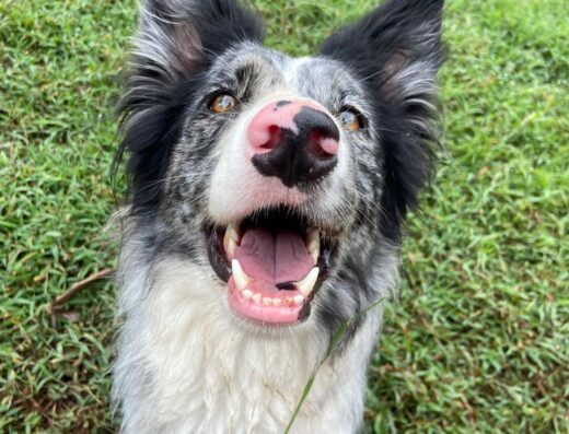 Sociedad Canina