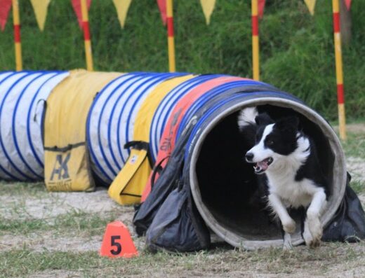 Sociedad Canina