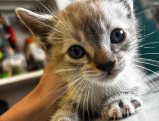 Veterinaria a domicilio Medellín