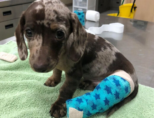 Veterinaria a domicilio Medellín