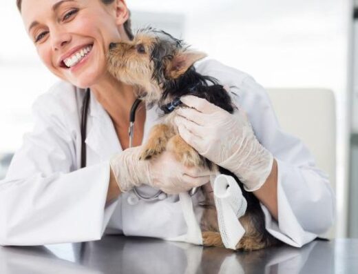 Veterinaria Caracas S.A.S