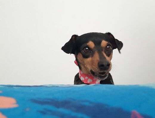 Veterinaria Caracas S.A.S