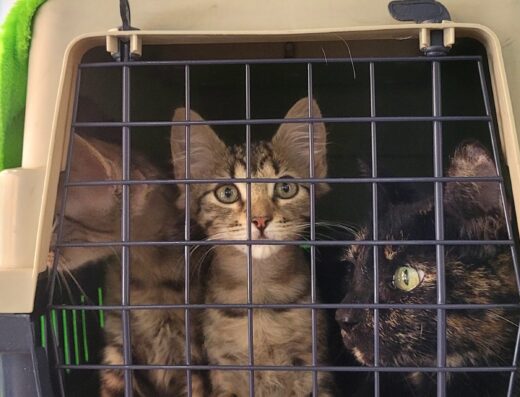 Vetsite | Clínica Veterinaria