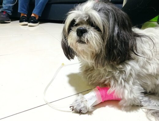 Vital Clínica Veterinaria de Especialistas.