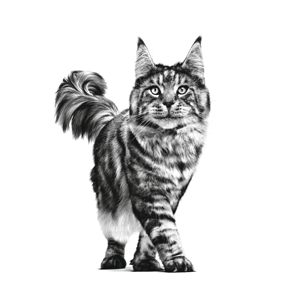 Royal Canin Veterinary Renal Support D Gato Lata 85 g 3 Royal Canin Veterinary Renal Support D para gato lata 85 g