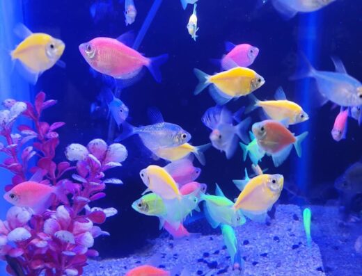 Acuario Maskoteando JAASIEL