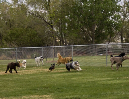 Adiestramiento Canino Bogotá D.C