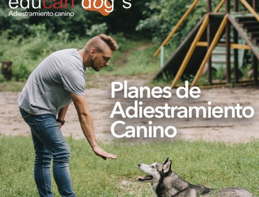 Adiestramiento canino – Educan Dog´s