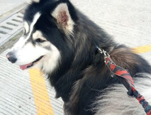 Adiestramiento para perros/paseos/guardería (dejandohuelladx)