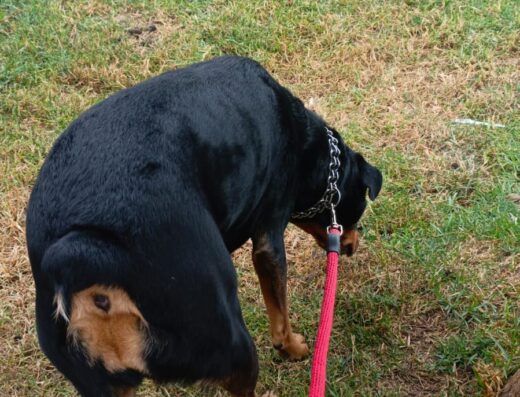 Adiestramiento para perros/paseos/guardería (dejandohuelladx)