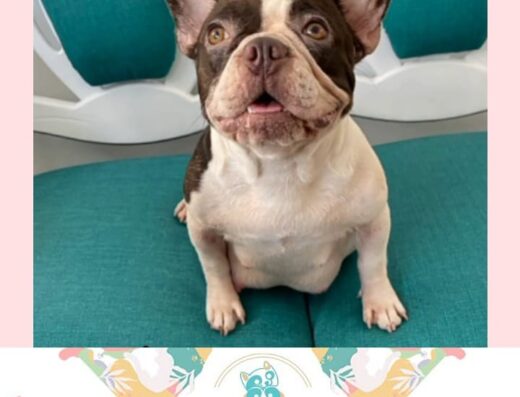 Asalia Clínica Veterinaria
