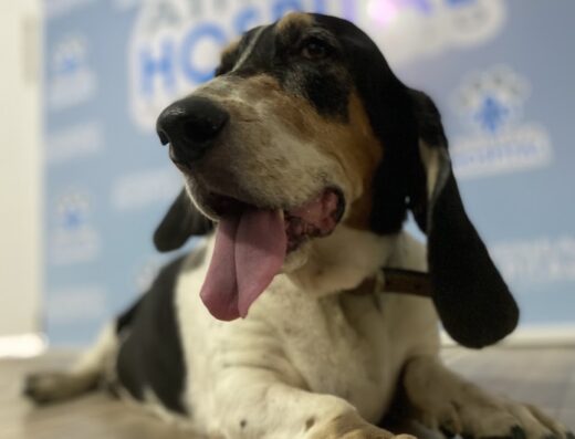 Athenea Hospital Veterinario Cali-Atencion mascotas 24 Horas Cali-Veterinario 24 horas Cali-veterinaria 24 horas