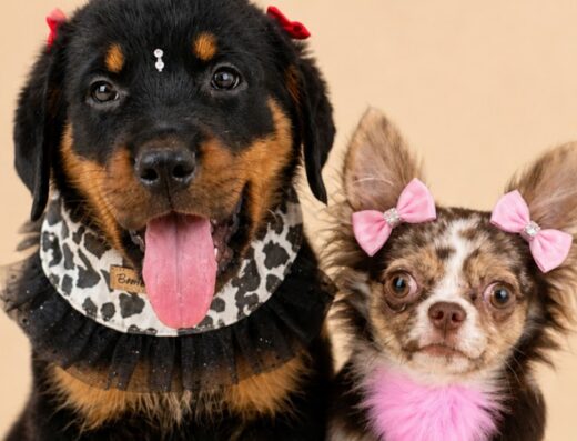 Bamby Pets