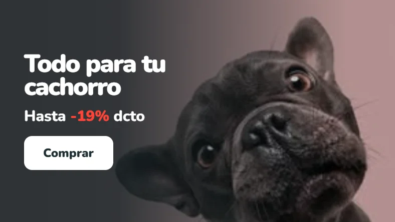 Bulldog francés negro de cerca sobre fondo rosado. Todo para tu cachorro con hasta 19% de descuento en Parche Peludo