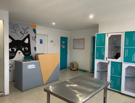 Cat Medical Care. Veterinaria para Gatos