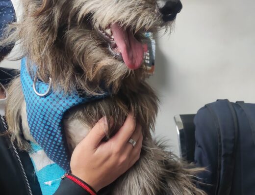 Central de Urgencias Veterinarias