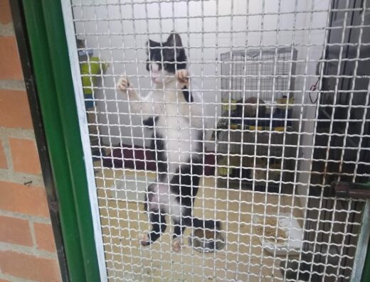 Centro de Bienestar Animal La Perla