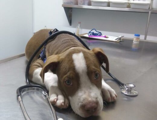 Centro Veterinario Envigado