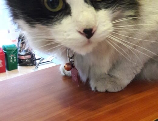 Clínica Veterinaria CPA – Urgencias 24 horas – Sede Modelia – Bogotá