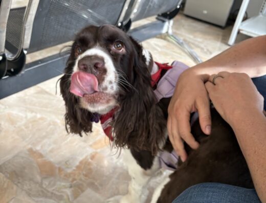 Clínica Veterinaria CPA – Urgencias 24 horas – Sede Modelia – Bogotá