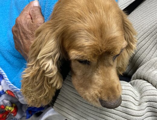 Clínica Veterinaria CPA – Urgencias 24 horas – Sede Teusaquillo – Bogotá