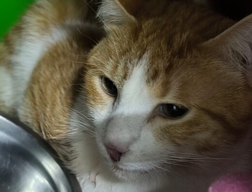 Clínica Veterinaria CPA – Urgencias 24 horas – Sede Teusaquillo – Bogotá