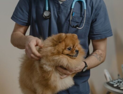 CLÍNICA VETERINARIA CRITICAL CARE