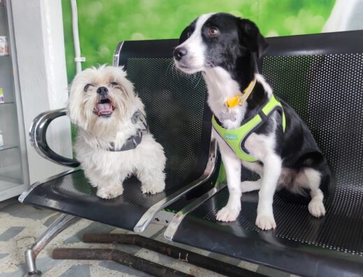 Clinica Veterinaria Jupiter