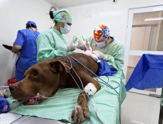 Clínica Veterinaria Maxcotas Center Cabecera 24 Horas