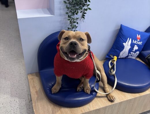 Clínica Veterinaria Movet Chapinero