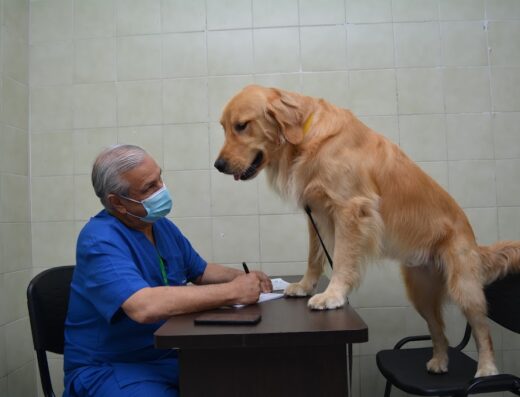 Clínica Veterinaria Pequeños Animales