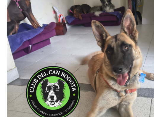 Colegio Canino | Guardería | Adiestramiento K9