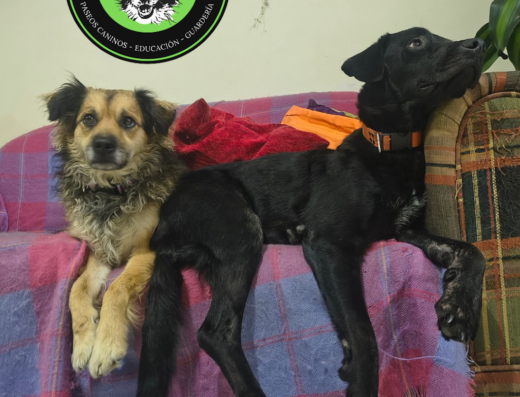 Colegio Canino | Guardería | Adiestramiento K9