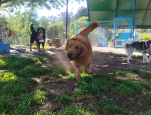 Cultura Canina en Colombia