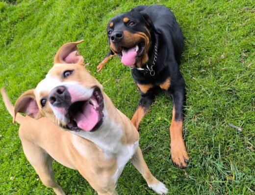 Cultura Canina en Colombia