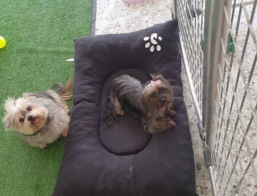 DiverCanes Guardería Canina – Peluquería Canina