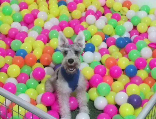 DiverCanes Guardería Canina – Peluquería Canina