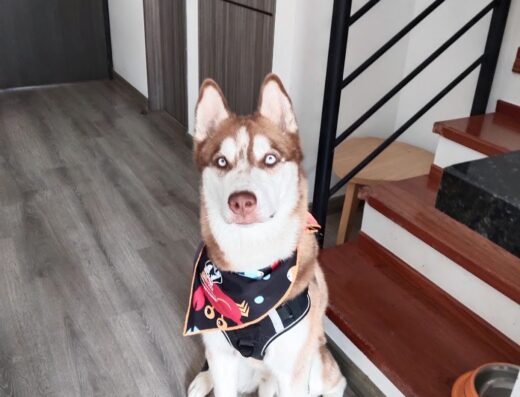DiverCanes Guardería Canina – Peluquería Canina