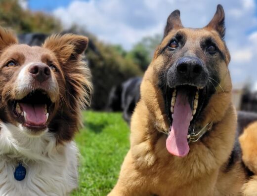 Doggies University, Centro de Adiestramiento Canino