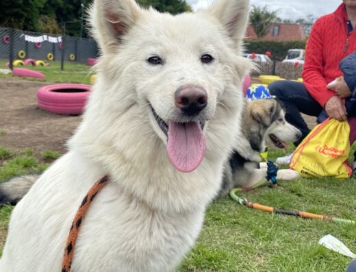 Doggies University, Centro de Adiestramiento Canino