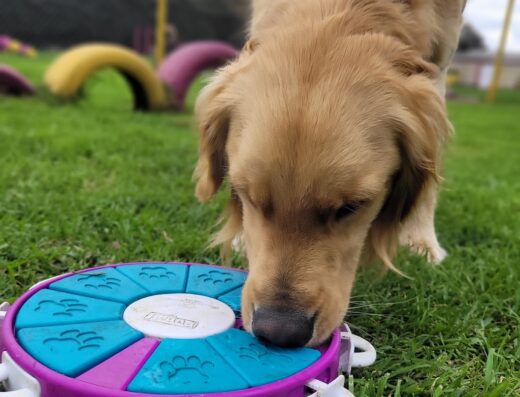 Doggies University, Centro de Adiestramiento Canino