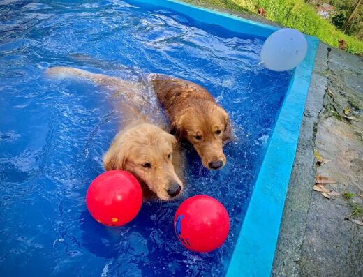 Dogs Garden