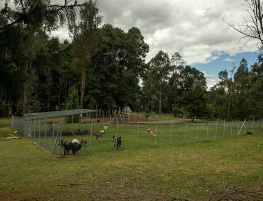 El Bosque Canino sas