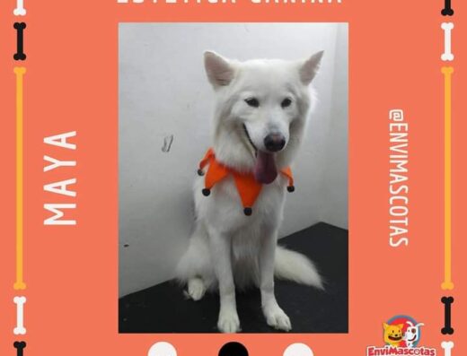 Envimascotas, Clínica Veterinaria en Envigado