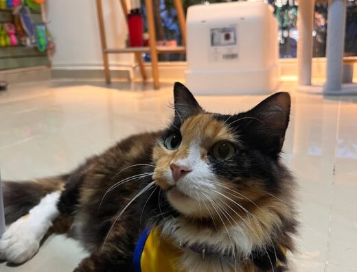 EpicPet Clinica Veterinaria 24 hrs