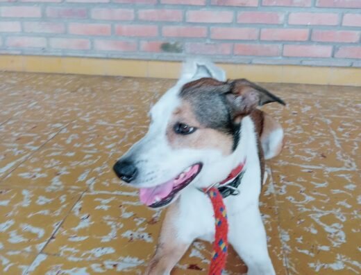 Etólogo Canino – Stiven López