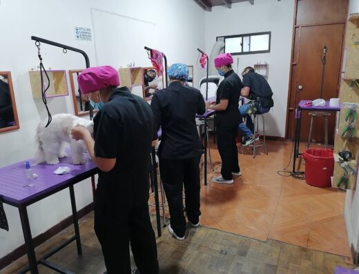 GROOMING MEDELLÍN. escuela de estética canina